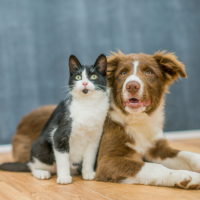 Radon & Your Pets - How Does Radon Affect Them?